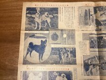 RR-6284■送料込■愛犬の友 世界の犬 犬 動物 飼育 日本犬 子犬 柴犬 コリー ブルドック 資料 表 写真 古書 印刷物 ●折れ・汚れ有/くOKら_画像7