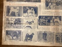 RR-6284■送料込■愛犬の友 世界の犬 犬 動物 飼育 日本犬 子犬 柴犬 コリー ブルドック 資料 表 写真 古書 印刷物 ●折れ・汚れ有/くOKら_画像9