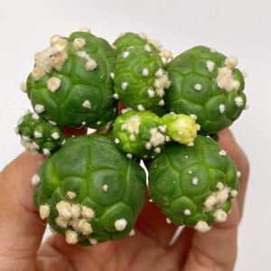 RARE一点もの！珍種類！凸凹カクタス！サボテン アストロフィルム　亀甲瑠璃兜　実生 Astrophytum asterias nuda cv.KIKKO FUKURYU