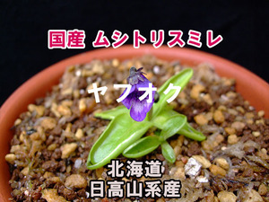 【国産】 ムシトリスミレ 種子 15粒 北海道 日高山系産 食虫植物 高山植物 山野草 Pinguicula macroceras