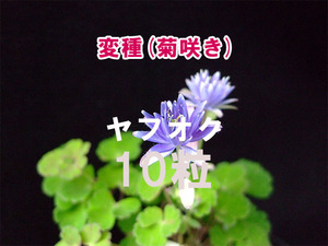 【変種】 菊咲き ミヤマオダマキ 種子 10粒 高山植物 山野草