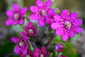 赤花ミスミソウ、５株、開花見込株、裸で送ります