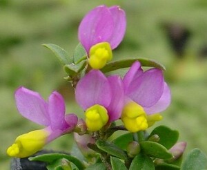 トキワヒメハギ、つぼみ付き、早春開花、草丈約１０cm、幹直径３ｃｍ、９ｃｍポット作りこみ　