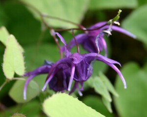 イカリソウ・紫晃、１株、開花見込み株、珍しい紫花、日本産落葉系、裸で送ります