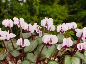 原種シクラメン・銀葉コーム・白花、開花見込球、春咲、裸で送ります