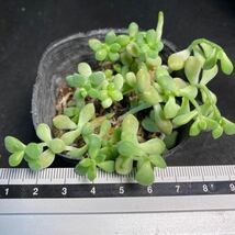 ア-56 セダム 品種名なし 多肉植物 1ポット_画像2