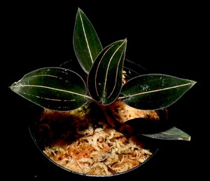 洋蘭原種 (091) 脈の綺麗なルデシア　Ludisia discolor 'Large leaves ' ルディシア　ディスカラー