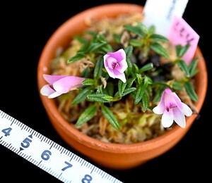 洋蘭原種 (554) もりもりの株です。良個体　ピンク、白系ビカラー タイプ花付き　Den. cuthbertsonii デンドロビューム カスバートソニー