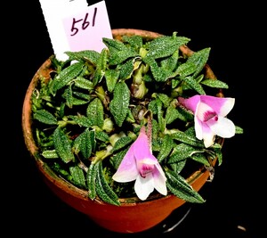 洋蘭原種 (561) もりもりの株です。良個体　ピンク、白系ビカラー タイプ花付き　Den. cuthbertsonii デンドロビューム カスバートソニー
