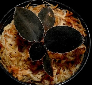 洋蘭原種 (012) 人気のブラックジュエル　Odontochilus (Kuhlhasseltia) javanica オドンドキラス　ジャバニカ