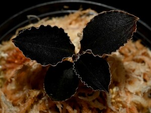 洋蘭原種 (155) ブラックジュエル　Odontochilus (Kuhlhasseltia) javanica オドンドキラス　ジャバニカ
