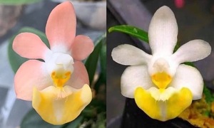 洋蘭原種 (067) 花芽付き 待望の再入荷 Phal. lobii (flava x Pink) ファレノプシス ロビー (フラバ　x ピンク）