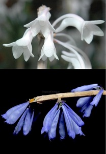 洋蘭 (161) パプアブルーを使った新交配です。Den. (aphanochilum x sp. Papua Blue) (アファノキラム x sp. パプアブルー)