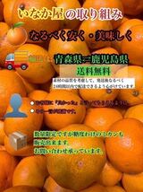 サービス価格　2点　早い者勝ち！人気の　いなか屋　みかん10kg 　柑橘　b品　和歌山県産　有田　フルーツ　家庭用　果物　箱込み_画像6