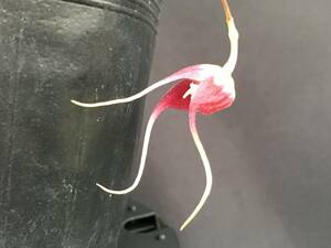 洋蘭 原種 バルボフィラム Bulb.sp パプア産 赤花が下垂して咲く超激レア詳細不明種 花無し良株 速達第四種郵便送料590円 パルダリウム