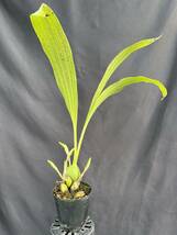 洋蘭 原種 スダメリカステ属 Sudamerlycaste fimbriata アンデス産 花付き良い乳白色美花リカステ ツボミ4リン付き速達第四種郵便送料796円_画像7