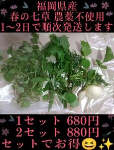 福岡県産 春の七草 七草 新鮮野菜 農家直送 農薬不使用 2セット