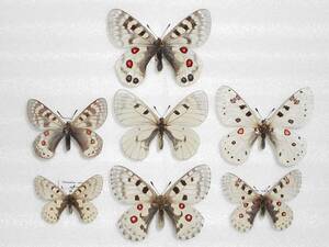 海外の蝶標本 外国産ウスバシロチョウ類（パルナシウス類）７種７匹セット