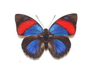 外国産蝶標本　ナルキッサスミイロタテハ　A-♀　ブラジル 産