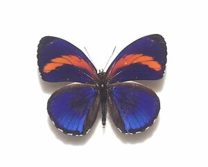 外国産蝶標本　エクセルシオールウズマキタテハ　A-♂　ペルー 産