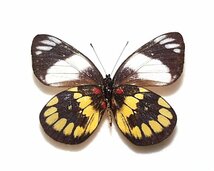 外国産蝶標本　ウッディカザリシロ A-♀ ミンダナオ島 産_画像1
