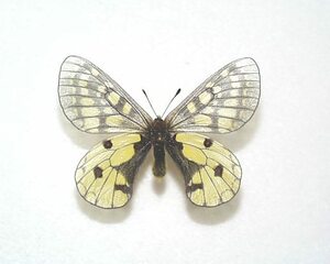 外国産蝶標本　ウスバキチョウ　A-♂　ロシア 産
