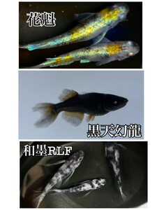 ◎セット販売　花魁　黒天幻龍　和墨RLF　有精卵各20＋α