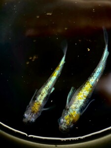 花魁メダカ　稚魚10匹