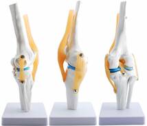 膝関節模型 ひざ 膝関節 靭帯 半月板 模型 医療 学習用 モデル_画像2