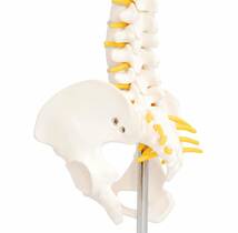 人体模型 脊椎骨盤模型 脊柱 脊髄 背骨 腰椎 模型 股関節 1/2 モデル (股関節 なし)_画像7