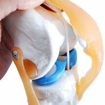 膝関節模型 ひざ 膝関節 靭帯 半月板 模型 医療 学習用 モデル_画像7