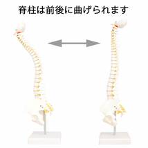 人体模型 脊椎骨盤模型 脊柱 脊髄 背骨 腰椎 模型 股関節 1/2 モデル (股関節 なし)_画像5