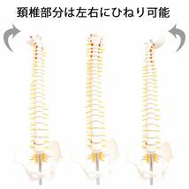 人体模型 脊椎骨盤模型 脊柱 脊髄 背骨 腰椎 模型 股関節 1/2 モデル (股関節 なし)_画像4