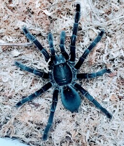 タランチュラ タイ北部産 ビッグブラックヤング Cyriopagopus sp. big black 画像個体！Ｎｏ．９