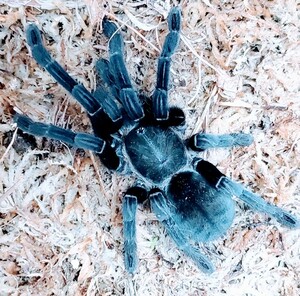 【新春 100スタ祭り】タランチュラ タイ北部産 ビッグブラックヤング Cyriopagopus sp. big black 画像個体！Ｎｏ．１