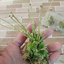 [NMPV] Eriocaulon sp. Kayin (HA11MM) 種子 ミャンマー産 ホシクサ 原種 熱帯植物 水草_画像1