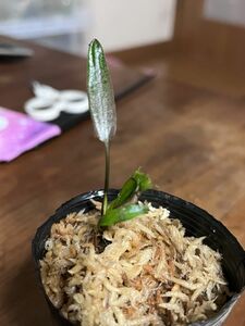 Cryptocoryne annamica North Gia Lai産 クリプトコリネ ブセファランドラ 原種 熱帯植物 水草 テラリウム 希少