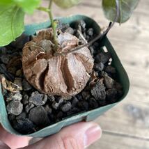 美株！アフリカ亀甲竜 Dioscorea elephantipes C_画像1