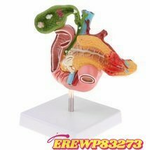 新入荷★サイズライフ 1:1 大解剖 人間 膵臓指腸胆嚢 病理 完成品 モデル ▲ 膵臓 模型 大学 模型 病院 教材 学習 病理学 PVC