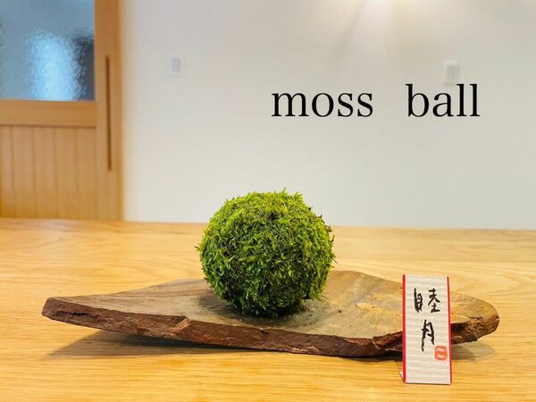 苔玉　mossball 禅