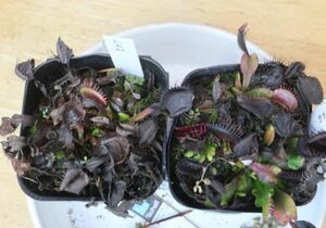 ハエトリソウ　JAG 2ポット　第4種送料240円　冬　Dionaea muscipula　ディオネア・マスキプラ　食虫植物　ハエトリグサ
