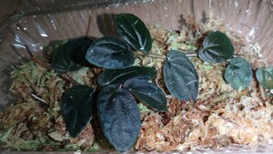 ペリオニアsp.タイランド パープル　Pellionia sp.thailand purple　10cmカット株2個