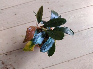 ブセファランドラ sp. ギャラクシー メタリック ミッドナイト ブルー　Bucephalandra sp. Galaxy metallic midnight blue　その2