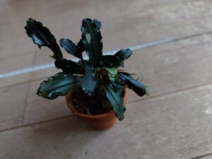 ブセファランドラ　ブラックソード　Bucephalandra sp. Black Sword Kadri