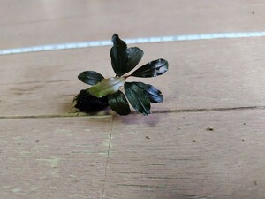 ブセファランドラsp. パンドラキング Bucephalandra sp. pandora King　水中葉