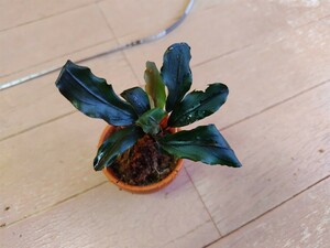 ブセファランドラ ミッドナイトブルー Bucephalandra sp.midnight blue 水上葉