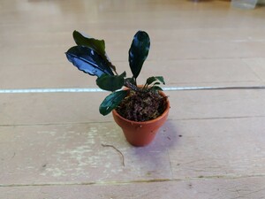 ブセファランド ラ sp.ブラウニーゴースト２０１１ー２０１２　Bucephalandra sp.brownie ghost 2011-2012 　　水上葉　