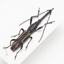 ペルーの一属一種のミツギリゾウムシ Nemorhinus myrmecophaga_画像2