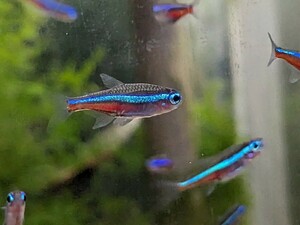 PURE☆熱帯魚 即決！ グリーンネオンテトラ 10匹 青がよく目立つ水草水槽の定番種！