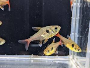 PURE☆熱帯魚 即決 レッドテールイエローファントムテトラ 5匹 目立つ色合いは群泳させてあげると非常に綺麗です！